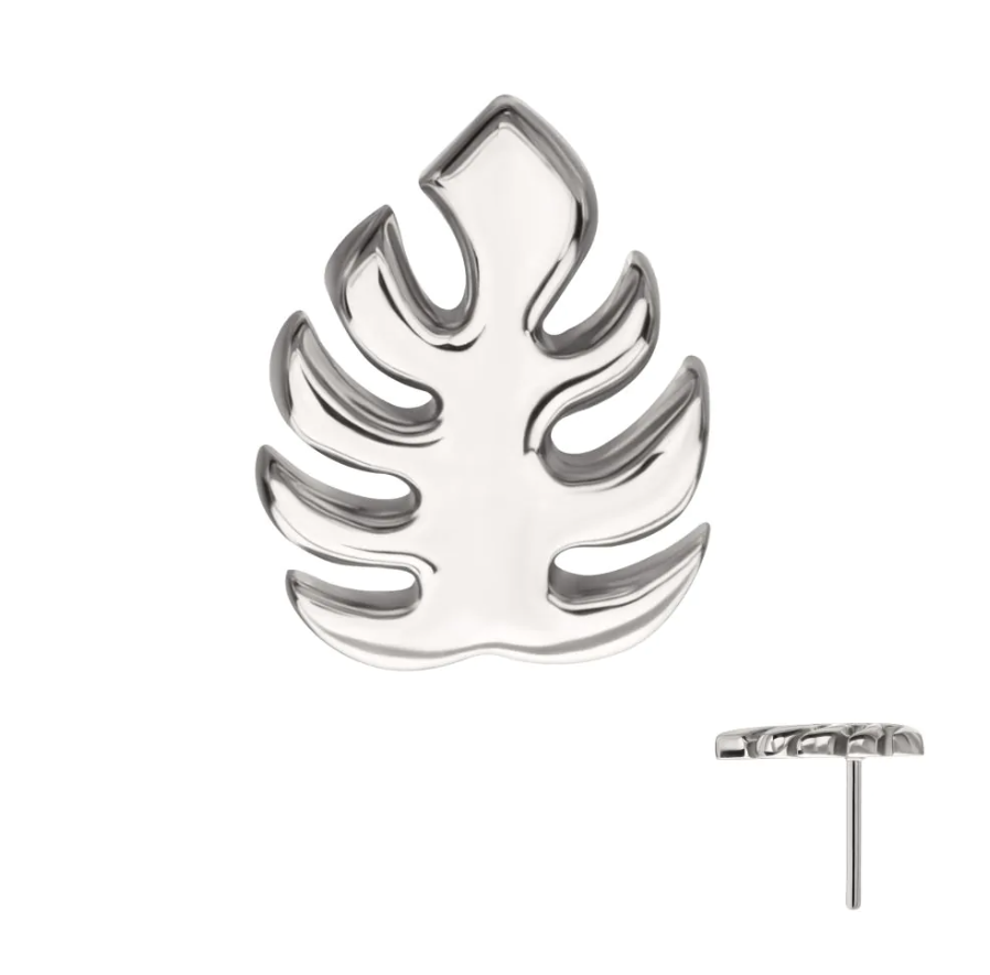 Monstera deliciosa - Image 2